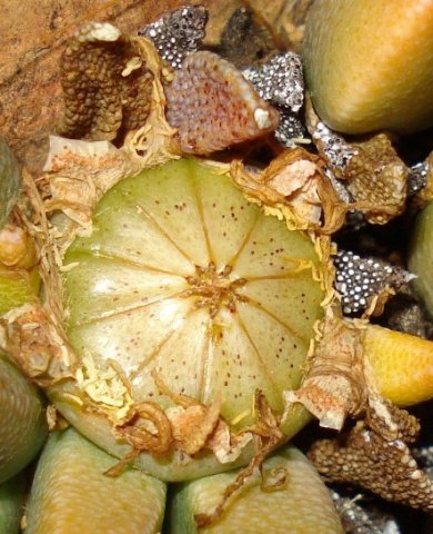 Rabiea albinota shiny capsule